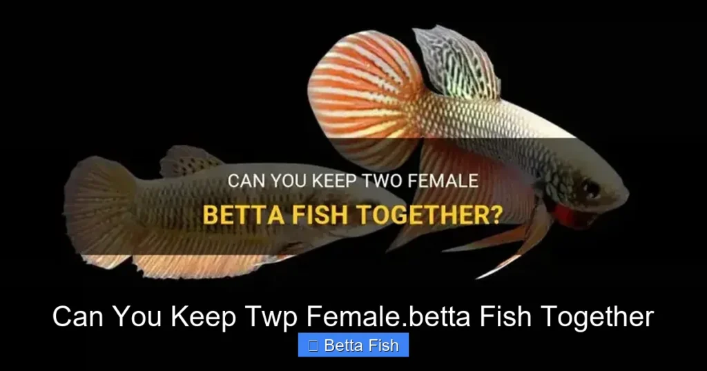 Can You Keep Twp Female.betta Fish Together