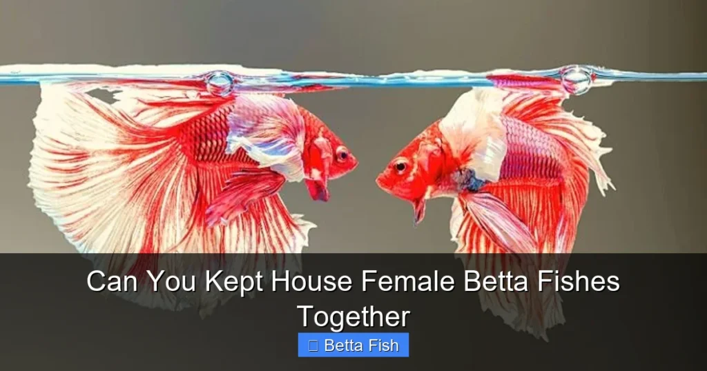 Can You Kept House Female Betta Fishes Together