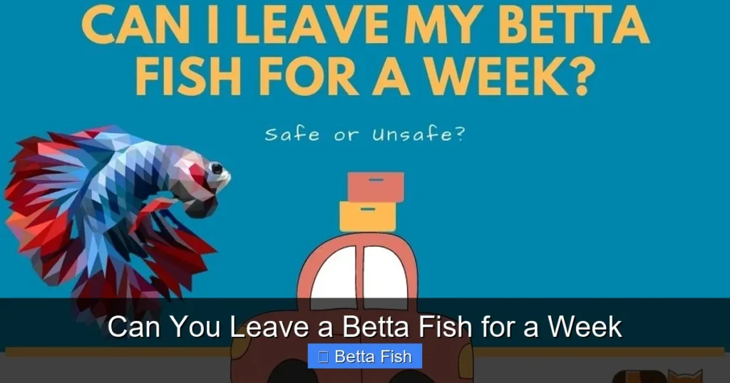 Can You Leave a Betta Fish for a Week
