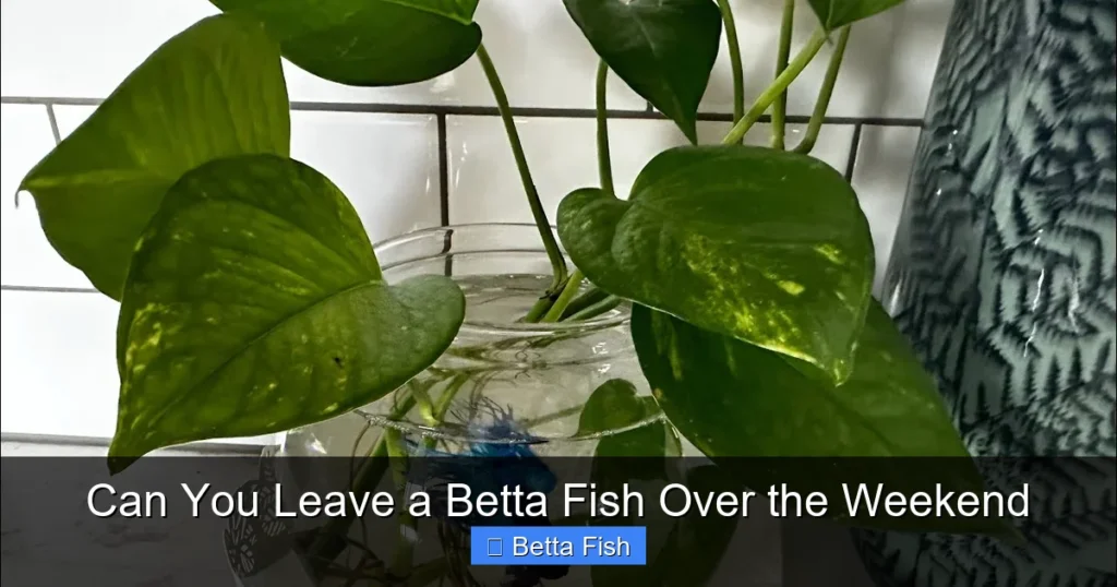Can You Leave a Betta Fish Over the Weekend