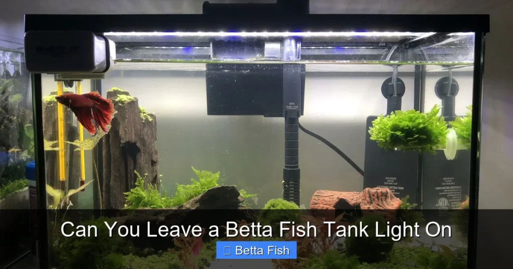 Can You Leave a Betta Fish Tank Light On