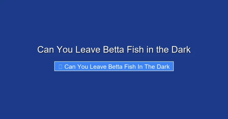 Can You Leave Betta Fish in the Dark