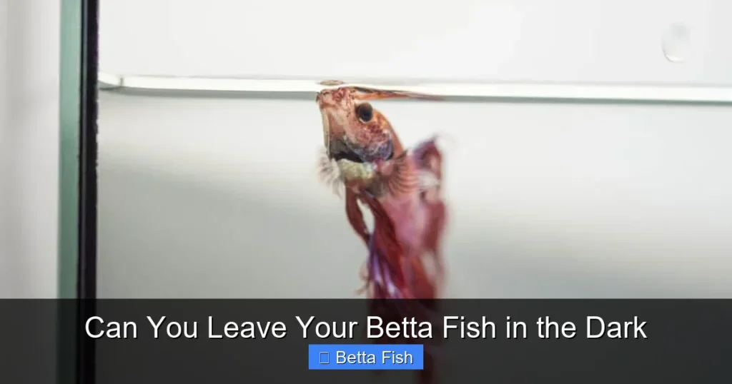 Can You Leave Your Betta Fish in the Dark