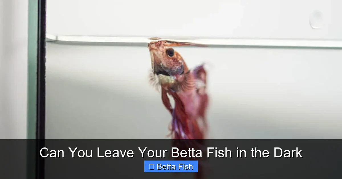 Can You Leave Your Betta Fish in the Dark