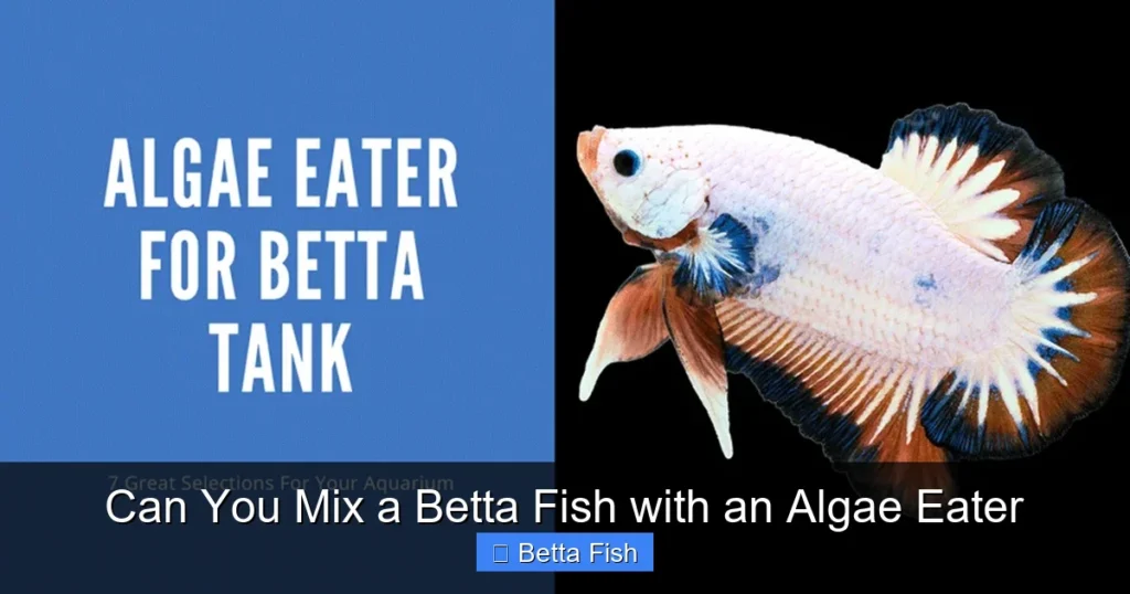 Can You Mix a Betta Fish with an Algae Eater