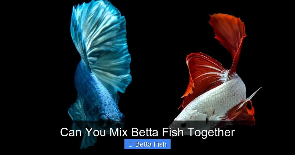 Can You Mix Betta Fish Together