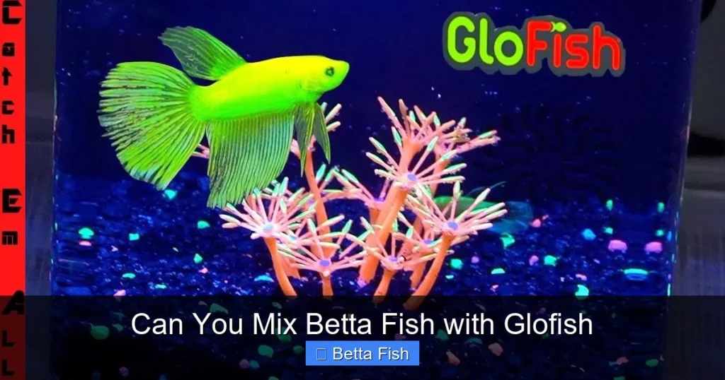 Can You Mix Betta Fish with Glofish