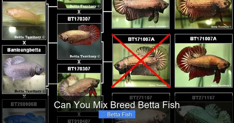 Can You Mix Breed Betta Fish