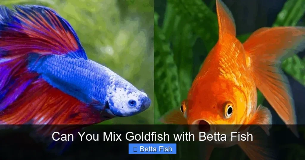 Can You Mix Goldfish with Betta Fish