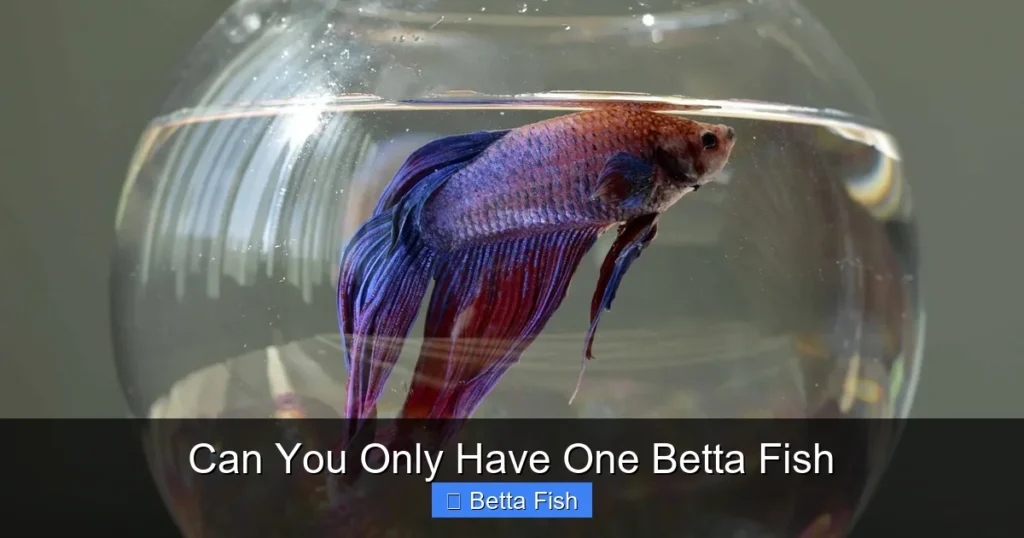 Can You Only Have One Betta Fish