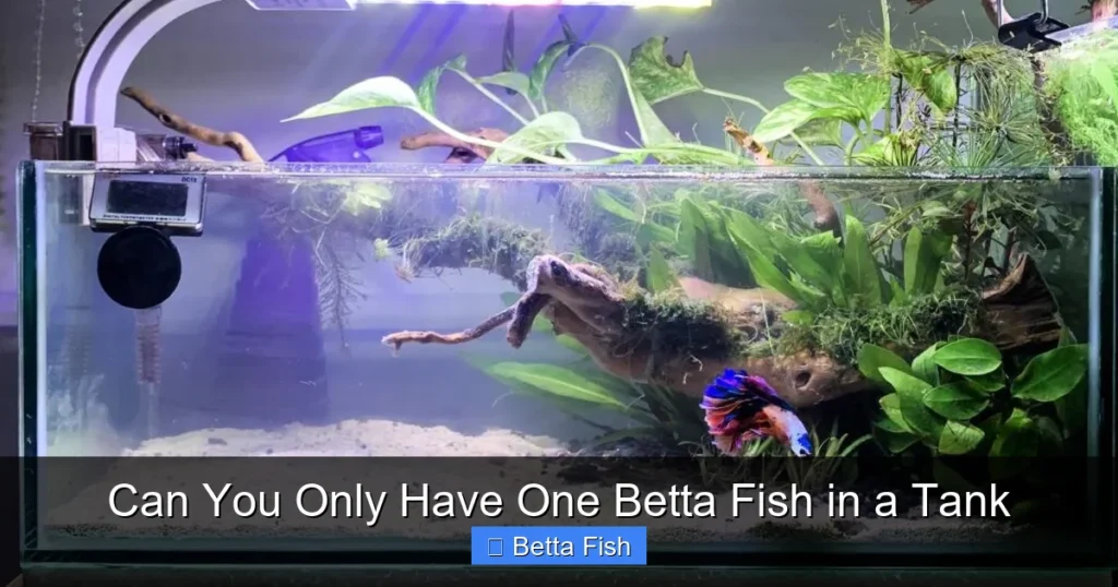 Can You Only Have One Betta Fish in a Tank