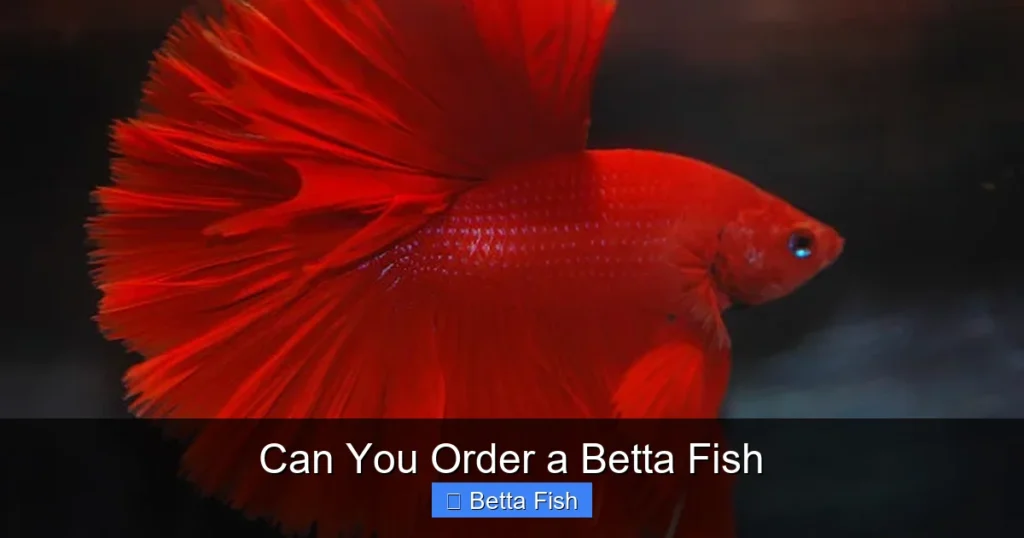 Can You Order a Betta Fish