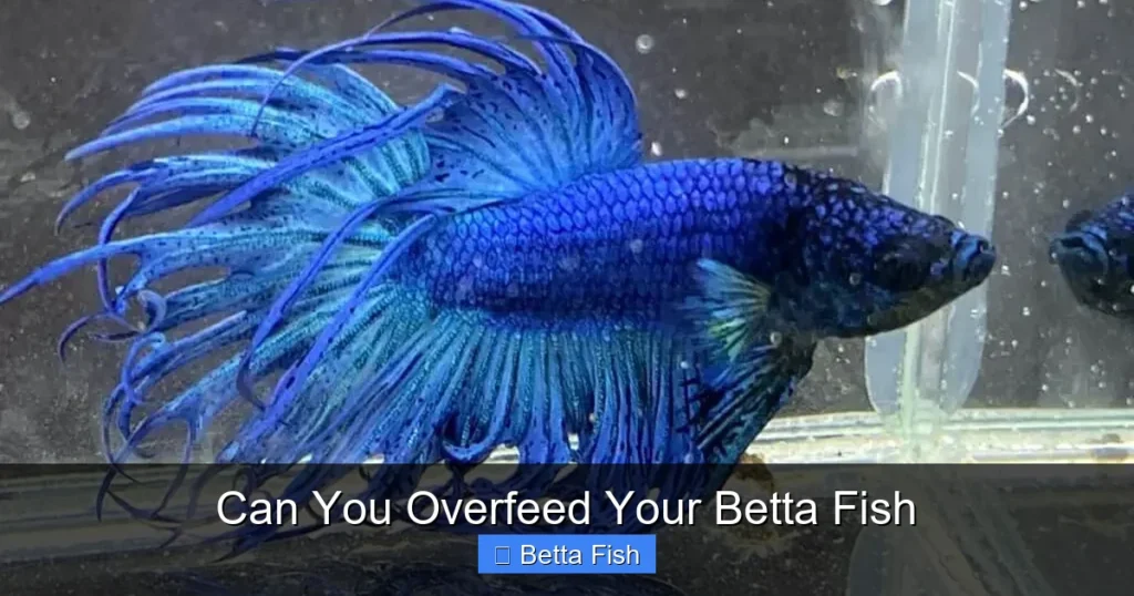 Can You Overfeed Your Betta Fish
