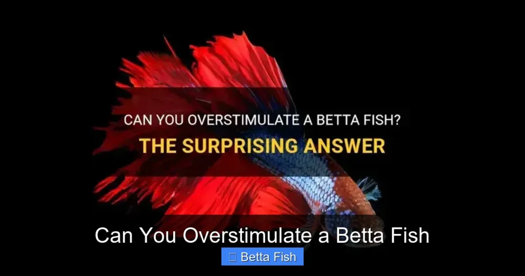 Can You Overstimulate a Betta Fish