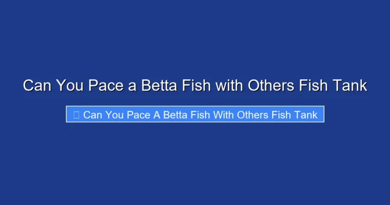 Can You Pace a Betta Fish with Others Fish Tank