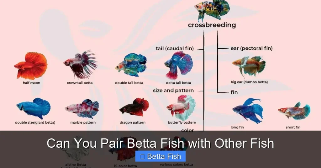 Can You Pair Betta Fish with Other Fish