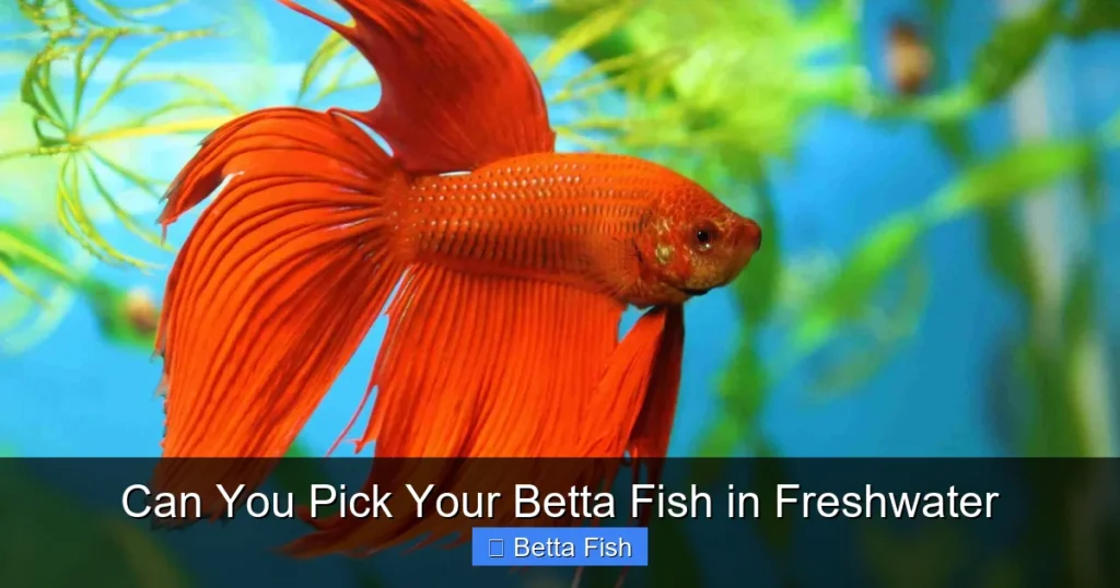 Can You Pick Your Betta Fish in Freshwater