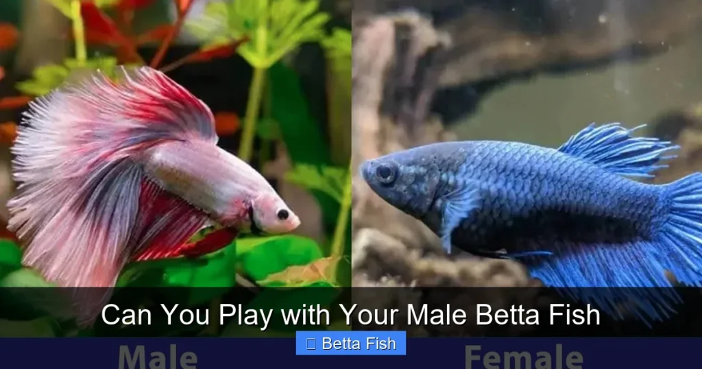 Can You Play with Your Male Betta Fish