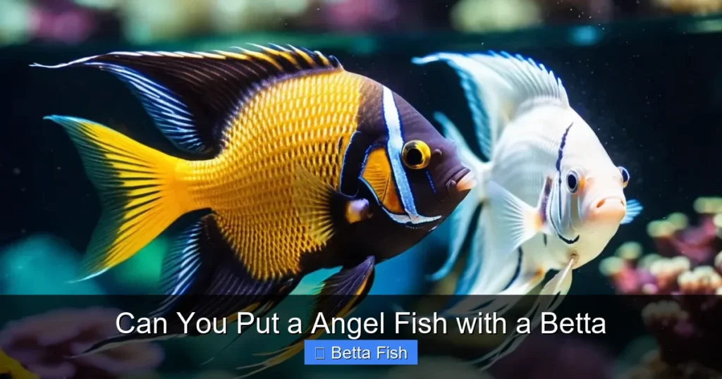 Can You Put a Angel Fish with a Betta