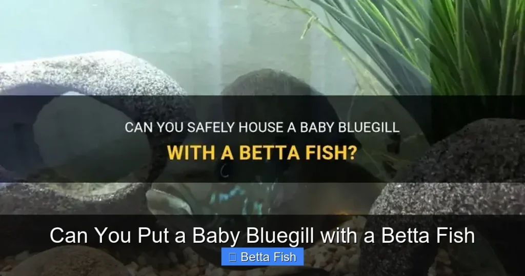 Can You Put a Baby Bluegill with a Betta Fish