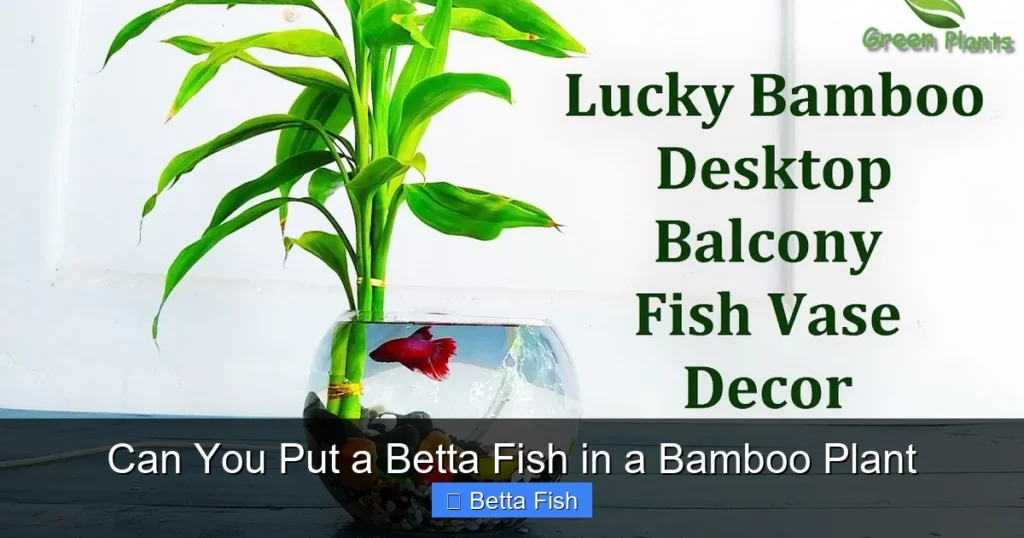 Can You Put a Betta Fish in a Bamboo Plant