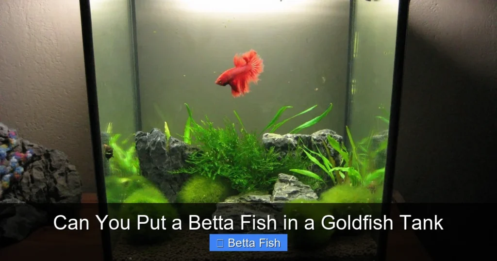 Can You Put a Betta Fish in a Goldfish Tank
