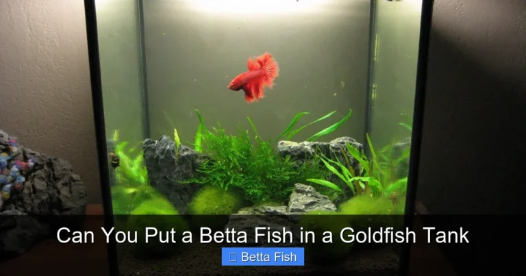 Can You Put a Betta Fish in a Goldfish Tank