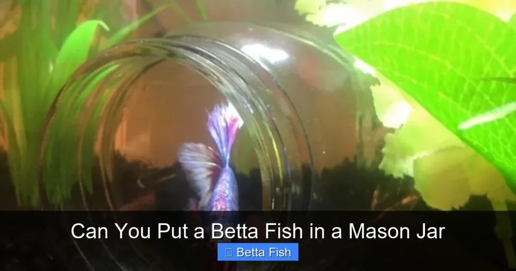 Can You Put a Betta Fish in a Mason Jar