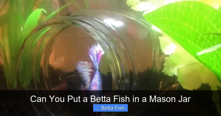 Can You Put a Betta Fish in a Mason Jar