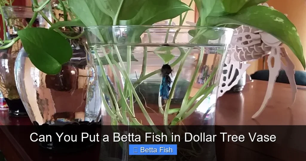 Can You Put a Betta Fish in Dollar Tree Vase