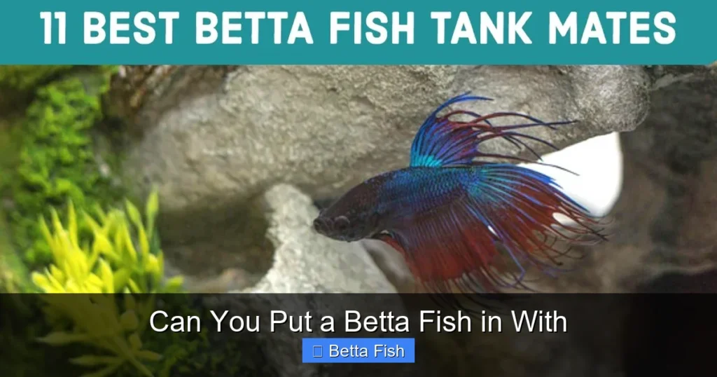 Can You Put a Betta Fish in With