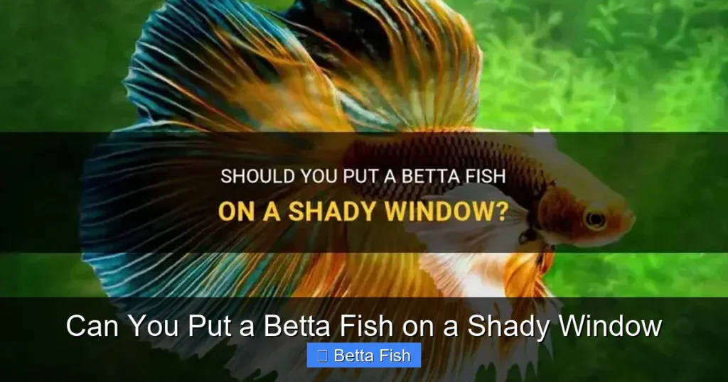 Can You Put a Betta Fish on a Shady Window
