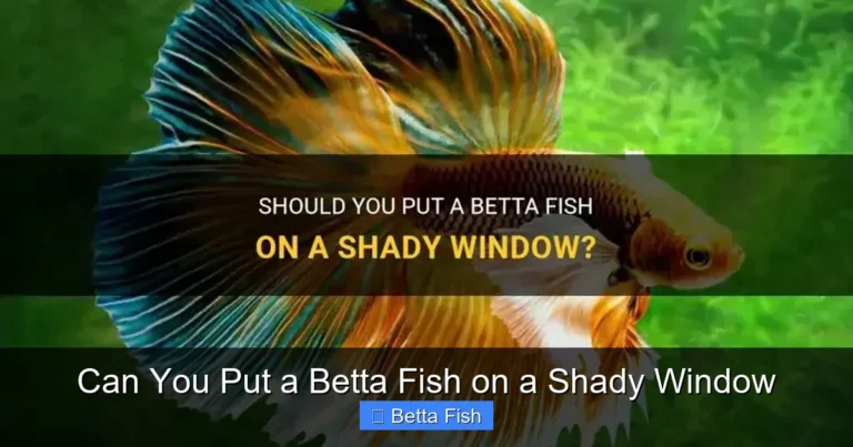 Can You Put a Betta Fish on a Shady Window