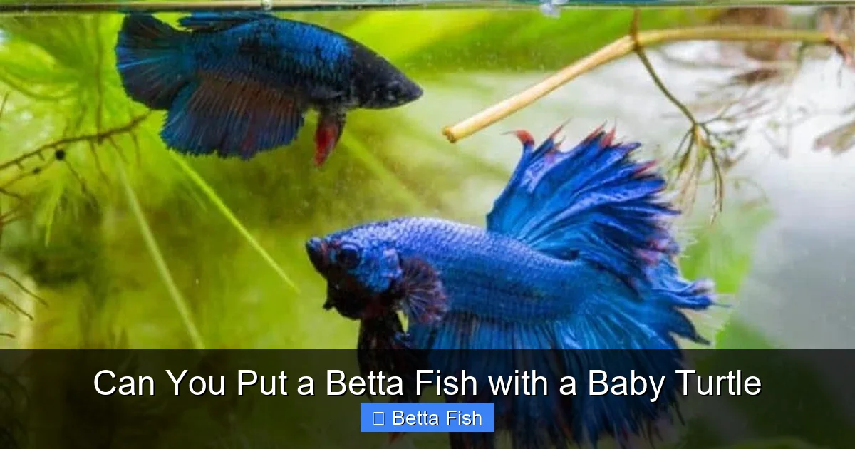 Can You Put a Betta Fish with a Baby Turtle