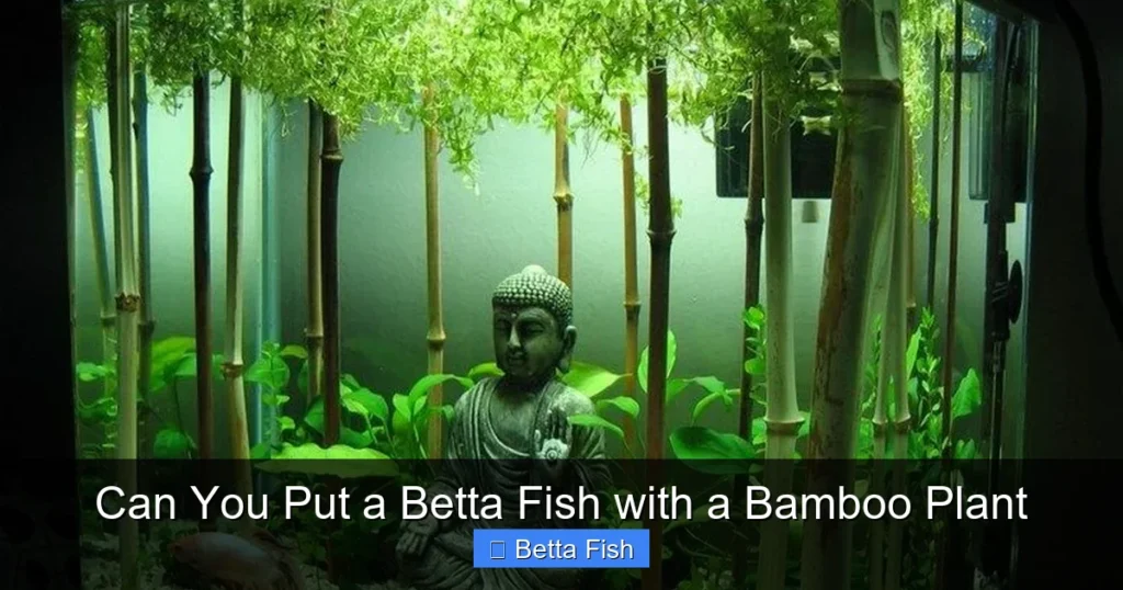 Can You Put a Betta Fish with a Bamboo Plant