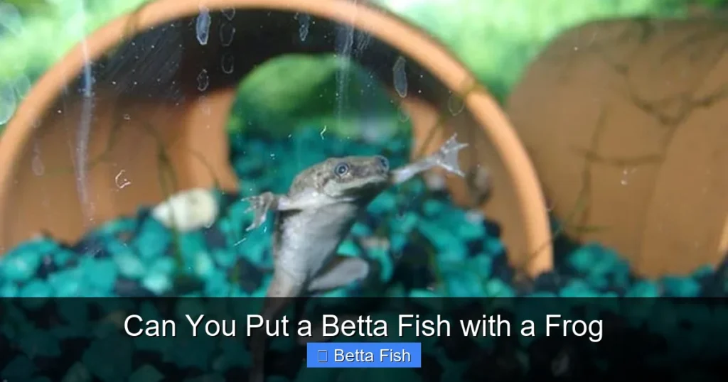 Can You Put a Betta Fish with a Frog