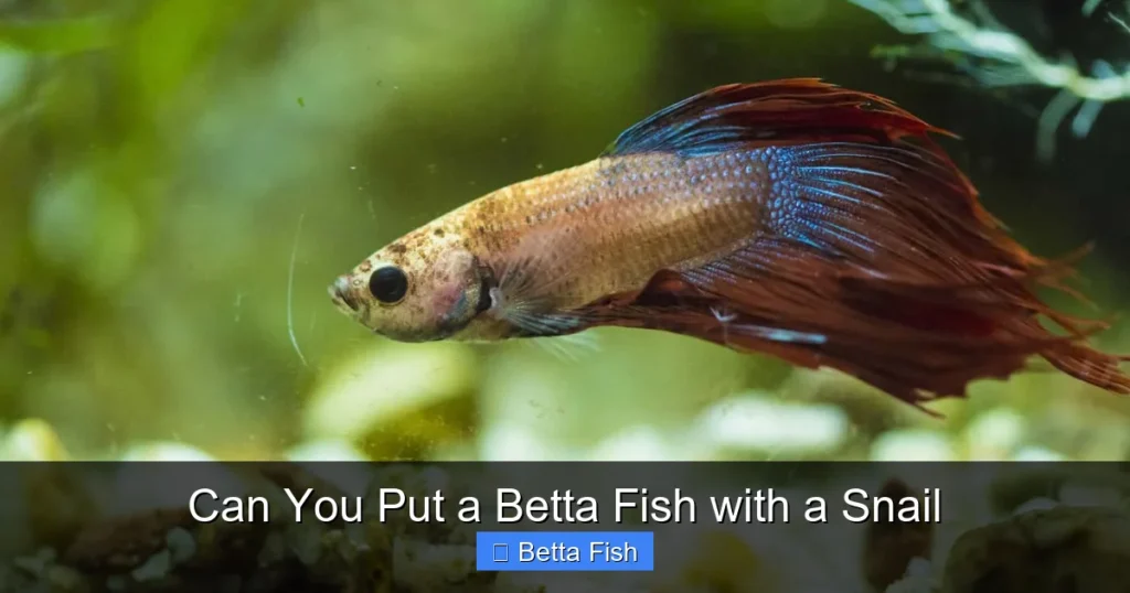 Can You Put a Betta Fish with a Snail