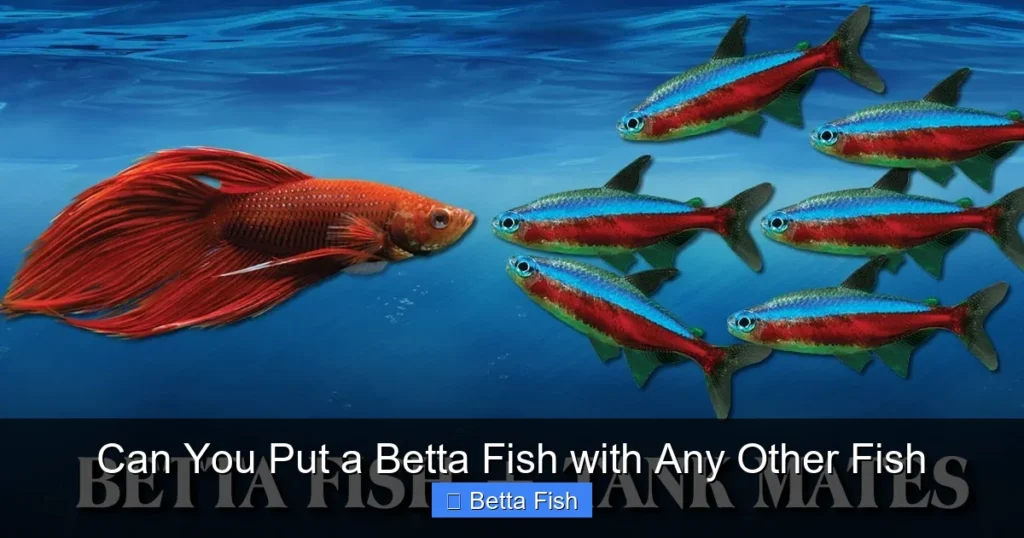 Can You Put a Betta Fish with Any Other Fish