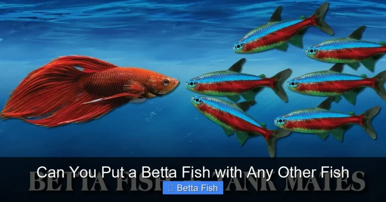 Can You Put a Betta Fish with Any Other Fish