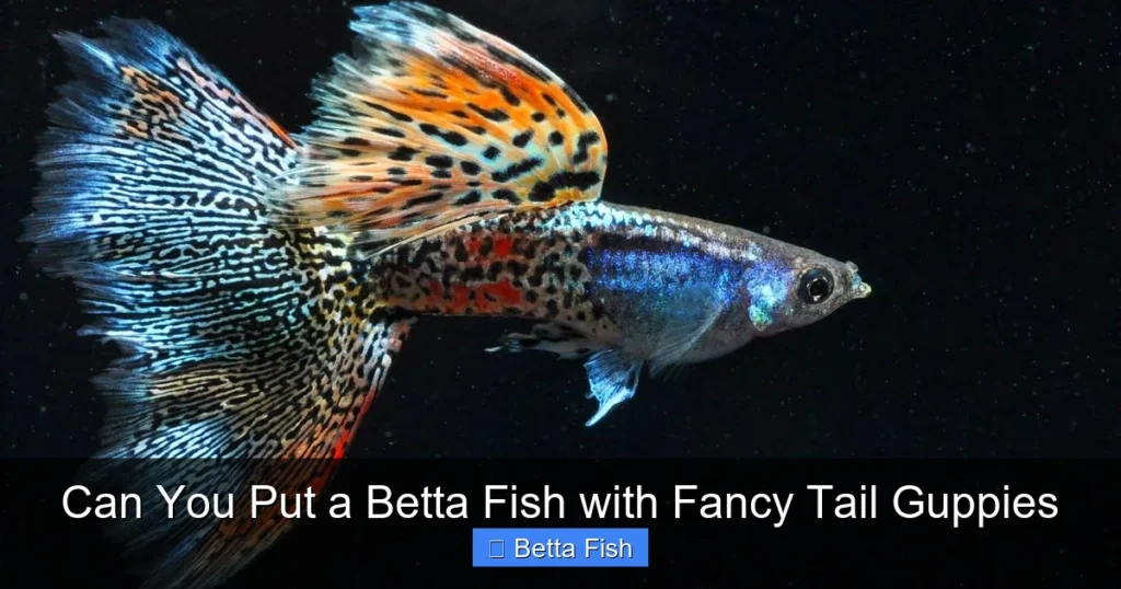 Can You Put a Betta Fish with Fancy Tail Guppies
