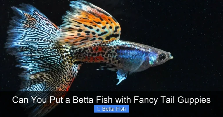 Can You Put a Betta Fish with Fancy Tail Guppies