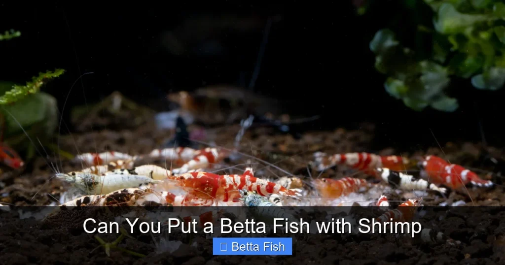 Can You Put a Betta Fish with Shrimp