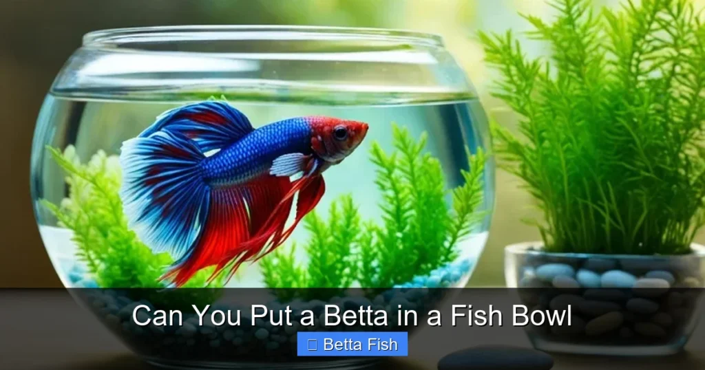 Can You Put a Betta in a Fish Bowl