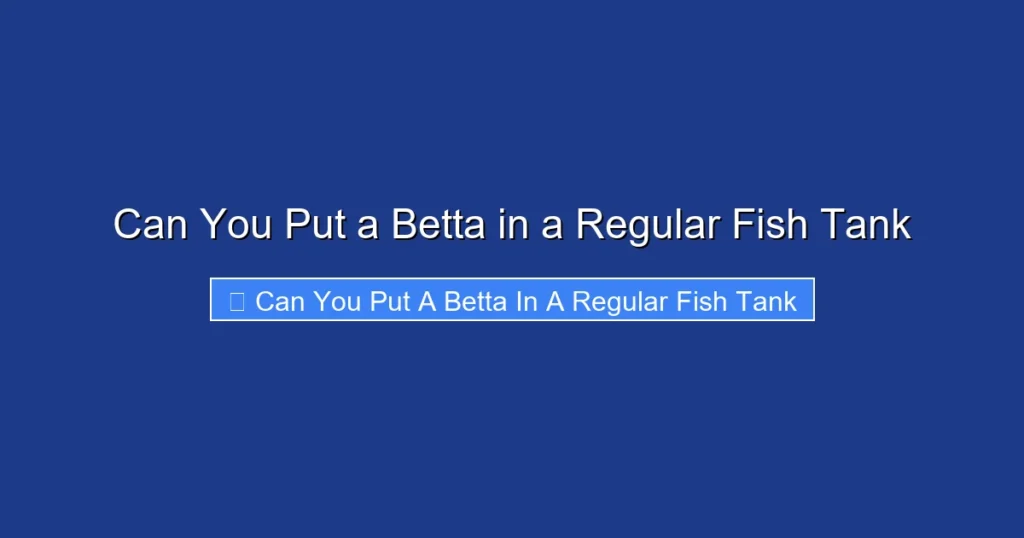 Can You Put a Betta in a Regular Fish Tank