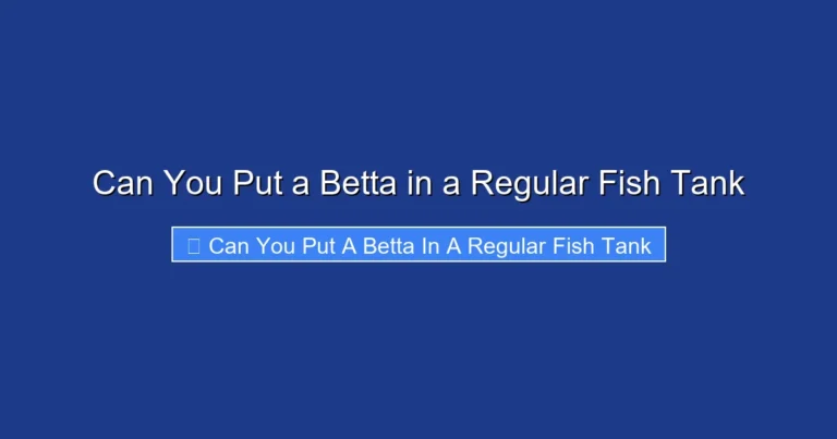 Can You Put a Betta in a Regular Fish Tank
