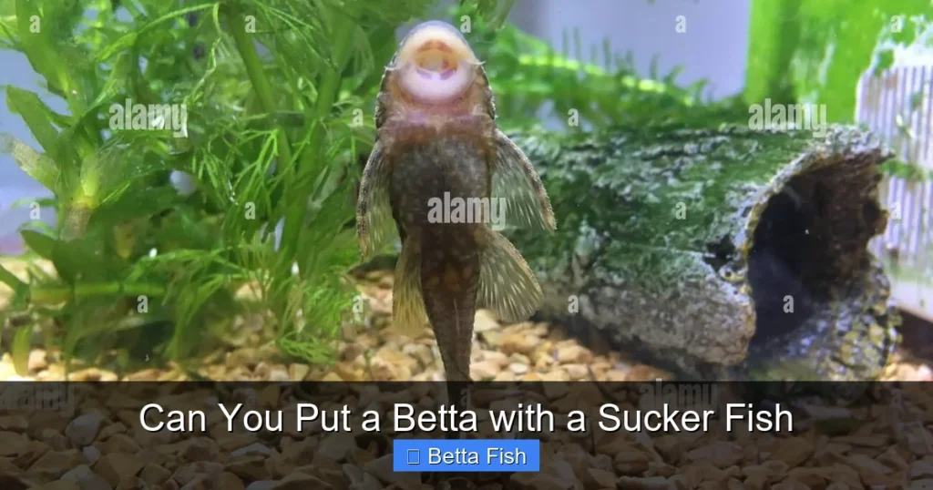 Can You Put a Betta with a Sucker Fish