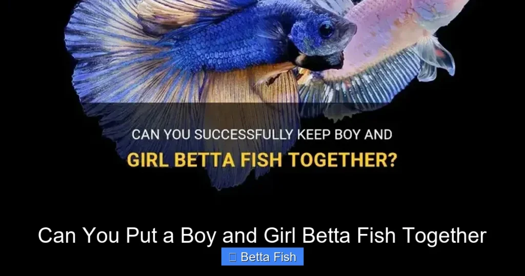 Can You Put a Boy and Girl Betta Fish Together