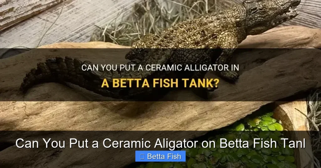 Can You Put a Ceramic Aligator on Betta Fish Tanl