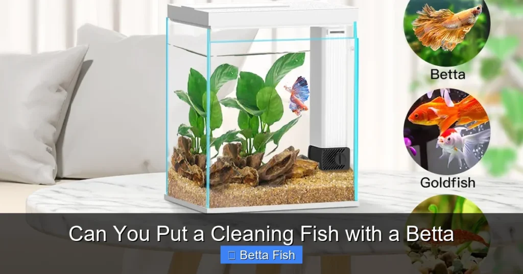Can You Put a Cleaning Fish with a Betta