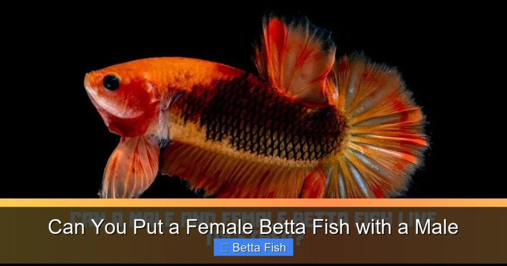 Can You Put a Female Betta Fish with a Male